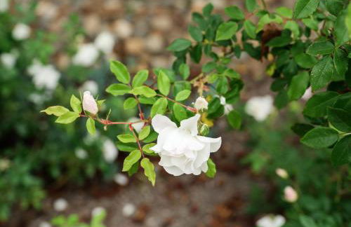 Private Resort in Lake Hodges - Foto 146