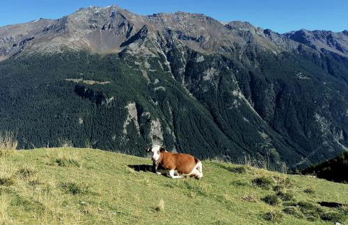 CASA CARCENTINA - fronte seggiovia, sulla pista Stelvio - Foto 54