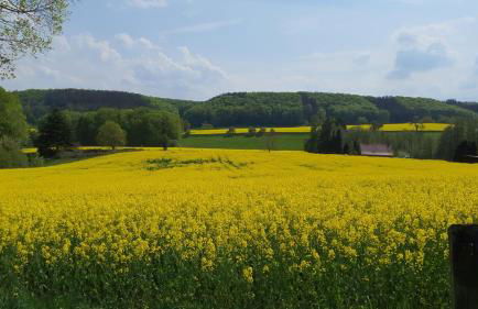 FeWo Harling - Waldoase - Foto 35