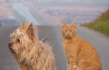 Enlli Fach cabin sleep's 2 adults and 2 children 2 dogs welcome not suitable for contract workers due to parking height restrictions - Photo 16