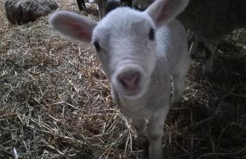 Ediths Haus - Foto 73