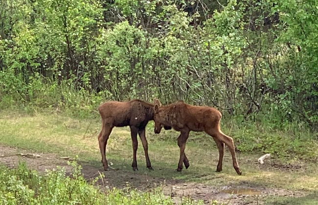 Arctic Dragonfly Inn - Foto 14