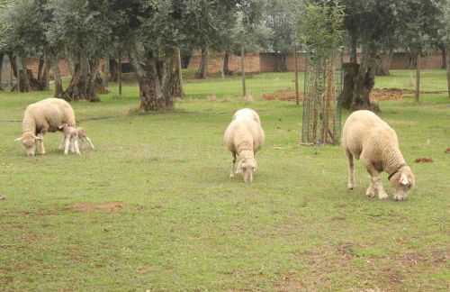 ADOBE TYPICAL COTTAGE - Foto 37