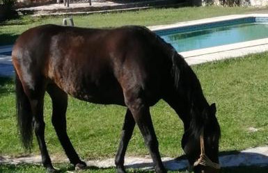 Elaion Guesthouse - Foto 29