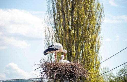 Vronis Ferienwohnungen - Foto 7