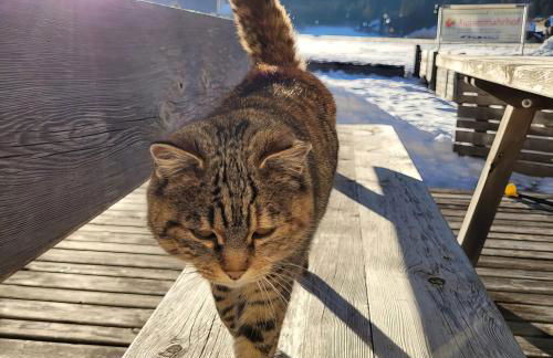 Aussermahrhof - familyfarm - Foto 43