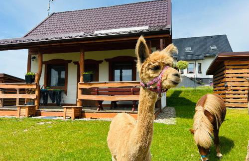 Domki Eden z Ballią - Foto 8