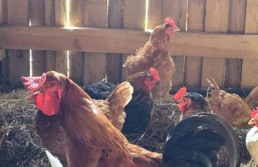 Agroturystyka Kaszuby Villagehome - Foto 43