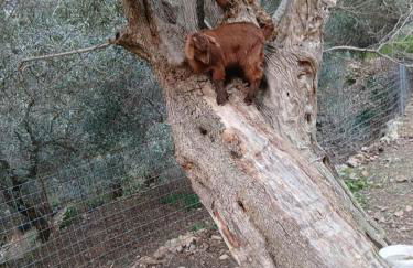 George Traditional Chalet - Foto 19