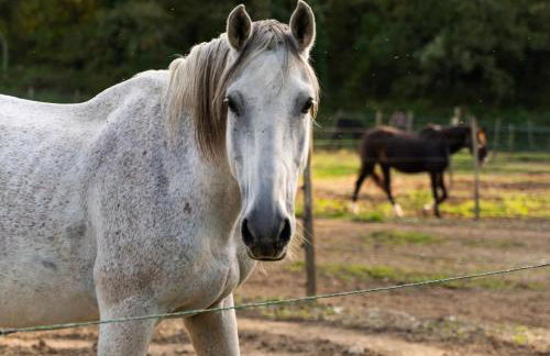 Appartamento Elisa, immerso nella natura e vicino a Firenze - Foto 35