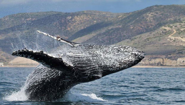 De magnifiques animaux marins
