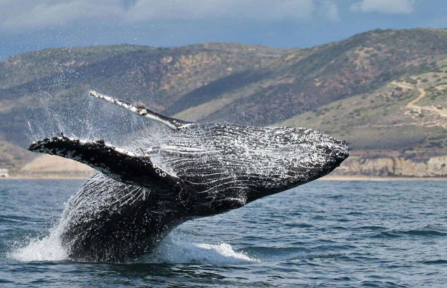 Avvistamento di balene e delfini a Newport Beach - Foto 4