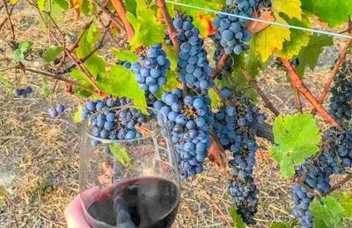 Charming Cottage Rental for a Fun-Filled Vacation in the San Francisco Bay Area, California - Foto 8