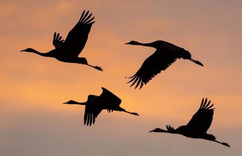 Maison Carteret à 10 mn Lac du Der plages port casino confort et calme jardin bbq - Foto 23