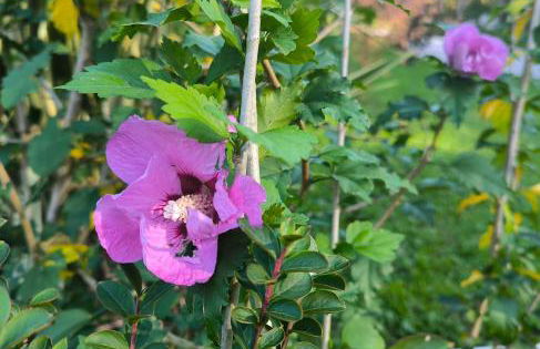 Les Treilles de Salies - Studio au calme - Foto 24