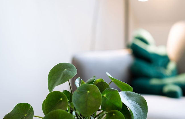 Urban Jungle Apartments - Photo 56