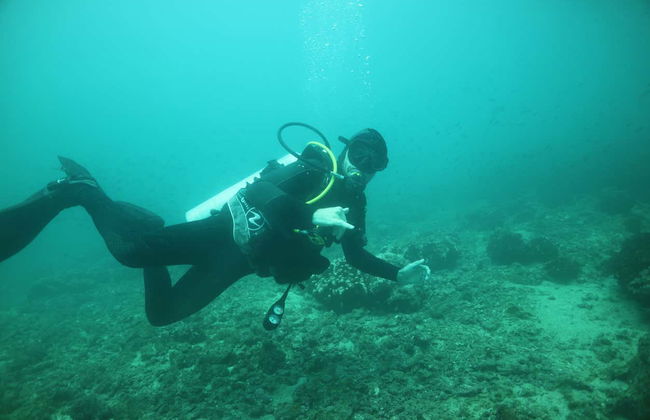 Diving in Puerto López - Foto 6