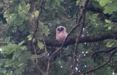 Idyllisch & ruhig - gemütliches Ferienhaus im Wald Hunde willkommen, in Hatten, nahe Oldenburg - Foto 49