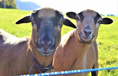 Ferienwohnung Thalhammer - Foto 6