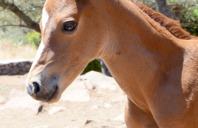 Country House S'Ozzastru - Foto 50