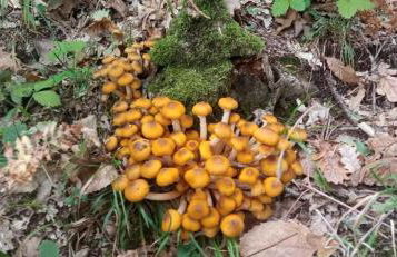 Masseria Marotta - Foto 13