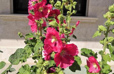 Appartamenti Villa Ancora - Foto 10