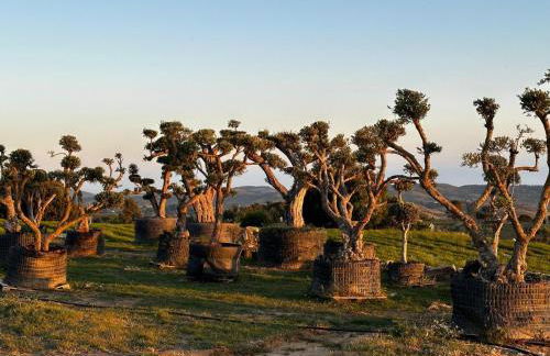 Case Vacanza Villa Bentivoglio - Foto 26