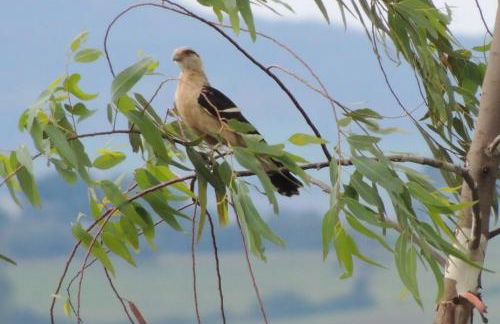 Chácara Ofá, seu refúgio na Serra de MG - Foto 17