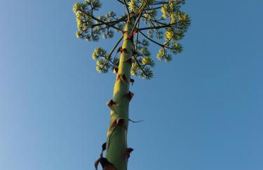 Ninho Da Poupa - Foto 23