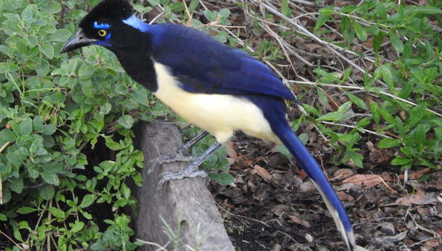 Birdwatching at the San Rafael Estate - Foto 2