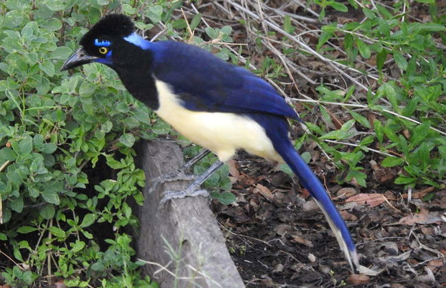 Birdwatching at the San Rafael Estate - Foto 2