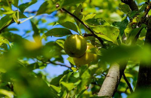 Σπίτι στο Τείχιο με θέα Βαρδούσια και Γκιώνα - Foto 19