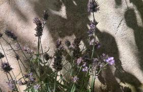 Garden Suite - Foto 54