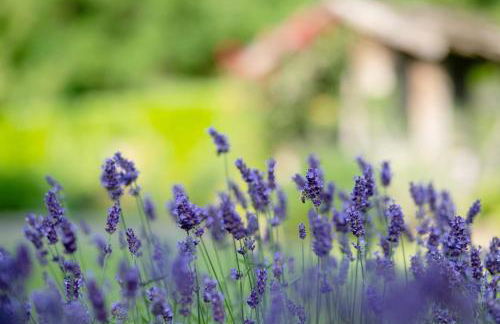 New Residence Schnatzhof Schlanders - Foto 32