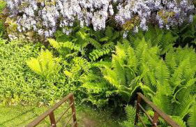 L'atypique du buisson de la gariole - Foto 22