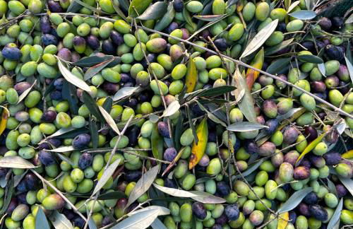 Podere il Casone - Foto 15