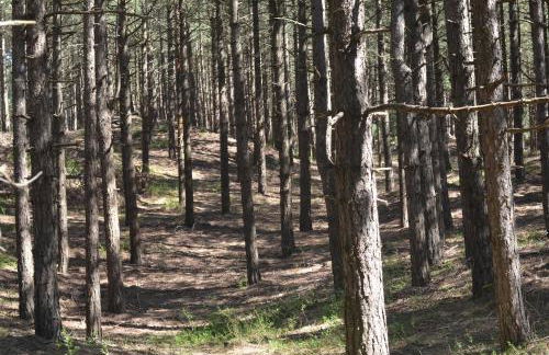 La villa dans les pins - Photo 17