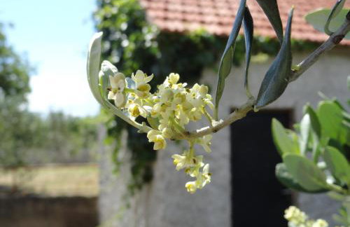 Apartments Brkić, Lozovac Krka NP with Pool - Foto 71