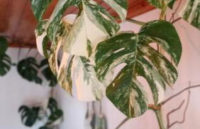 Kanela Guest House B-side - Foto 11