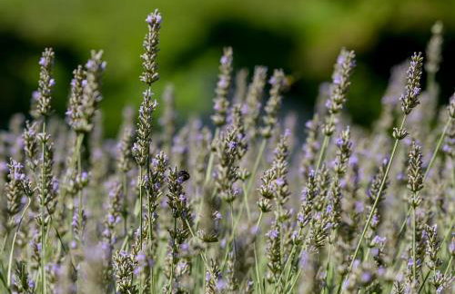 Kuća za odmor Olympus - Foto 56