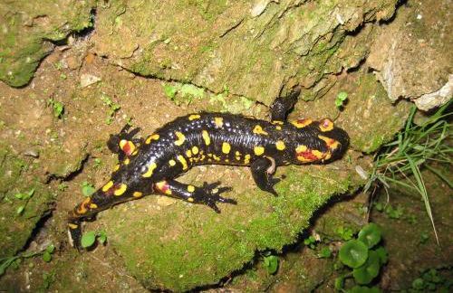 El Risco del Lomero, chimenea 4 Huesp max - Foto 101