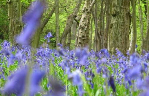 La Parenthese Bois de Cise - Foto 43