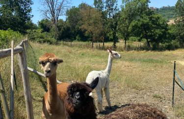 Agriturismo Tenute di Hera - Via Francigena - Foto 22