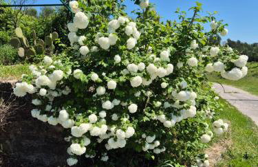 Apartment Bellavista - Foto 35