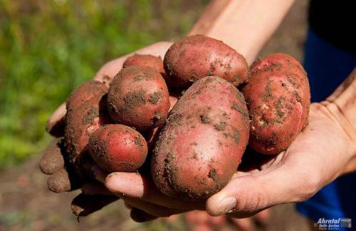 Panorama-Apartments Oberkofl - Photo 65
