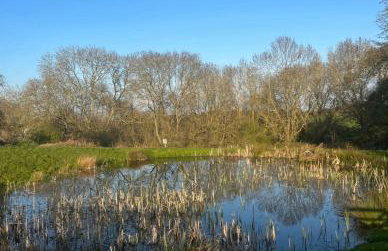 Star Gazing Dome 2 with Log Burner & Optional Hot tub - Foto 22