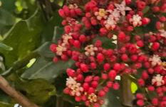 Chacara do Tche - Foto 36