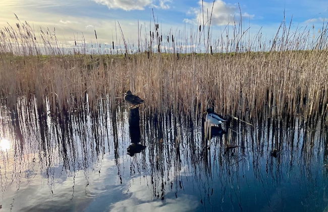 Cozy Holiday Home With Terrace - Foto 34