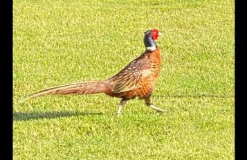 Domek pod Sosnową Górą - Foto 17