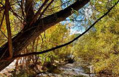 Saluda Alta - Foto 5